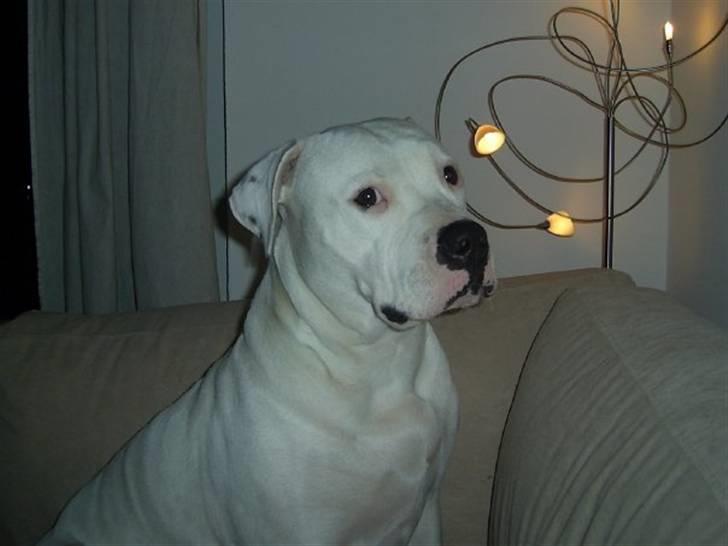 Amerikansk bulldog Nala (Kerteminde) - Gider ikke flere fotos nu... billede 14