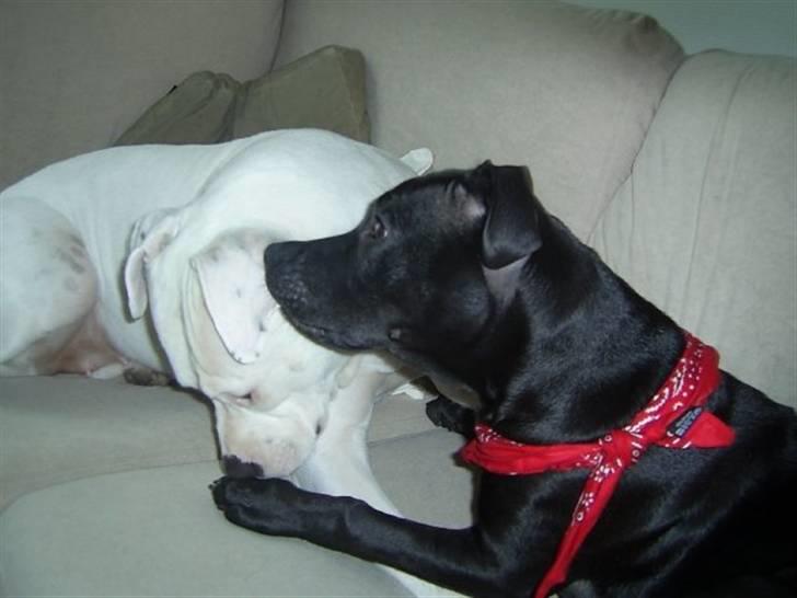 Amerikansk bulldog Nala (Kerteminde) - Skulle vi lige hygge lidt Balder? billede 16