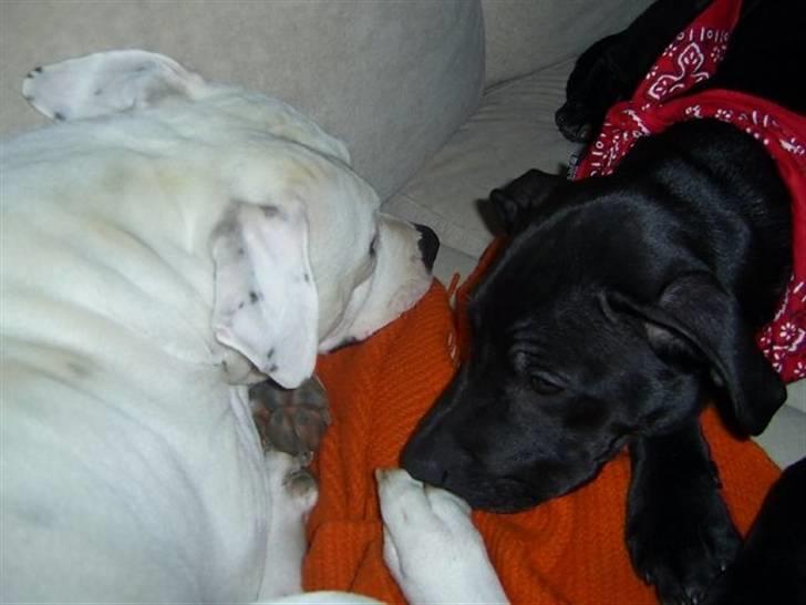 Amerikansk bulldog Nala (Kerteminde) - Ja ha hvor skal vi hygge... billede 17