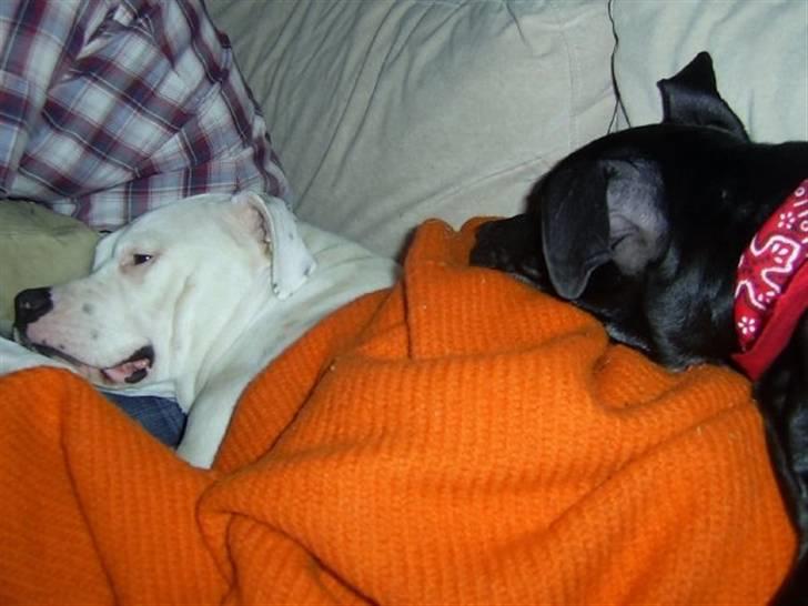 Amerikansk bulldog Nala (Kerteminde) - Så blev det vidst tid til en slapper hvis ellers Balder gider at ligge et andet sted end ovenpå mig... billede 18