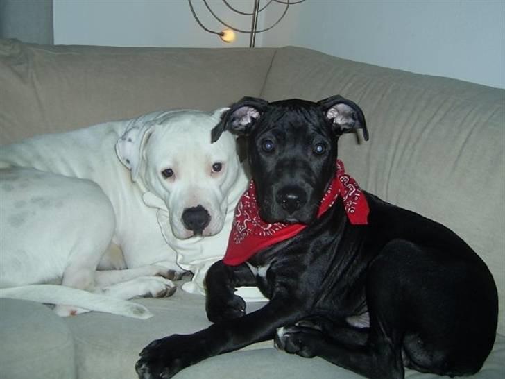 Amerikansk bulldog Nala (Kerteminde) - Det gad han ikke, så må jeg jo fjerne tæppet hvis det er et problem.. billede 19