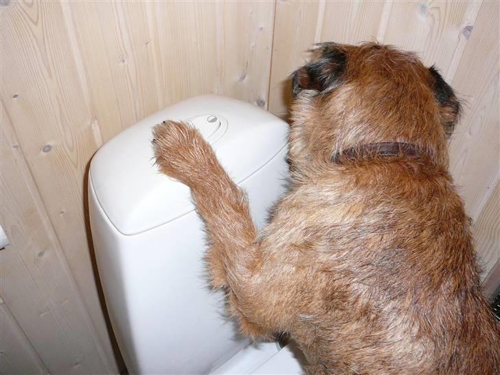 Border terrier hunters' house Elmer - Elmer trækker ud af toilettet (har jeg lært ham) billede 15
