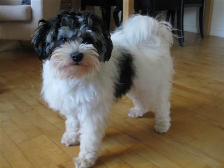 Løwchen Louie billede 2