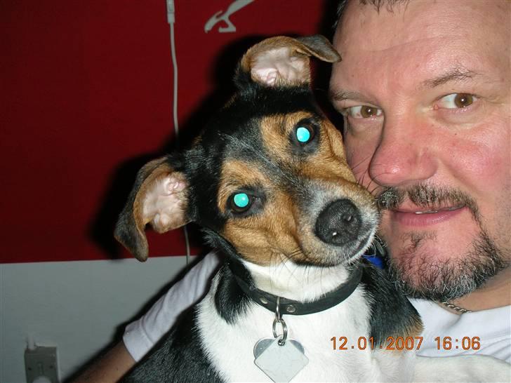 Dansk svensk gaardhund kiki - hi hi man er vel fars hundepige billede 14