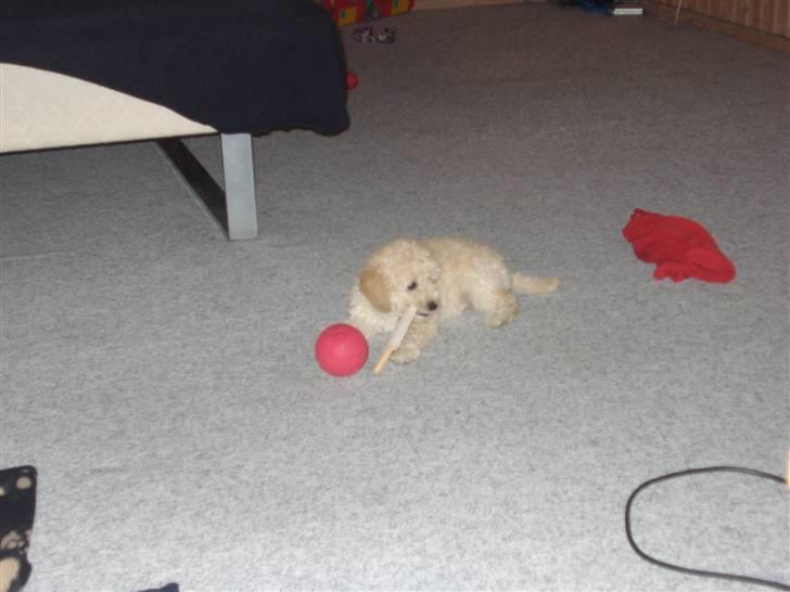 Toypuddel Tessa  billede 5