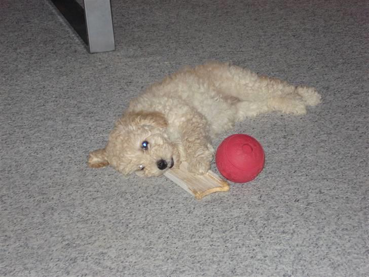 Toypuddel Tessa  - hun elsekr at leget med bolden  billede 6