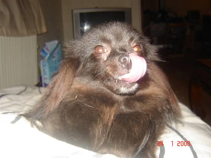 Kleinspitz bekki - mmmm snaks billede 14