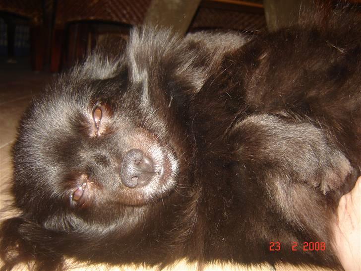 Kleinspitz bekki - vi tosser lige rundt på gulvet med mor billede 15