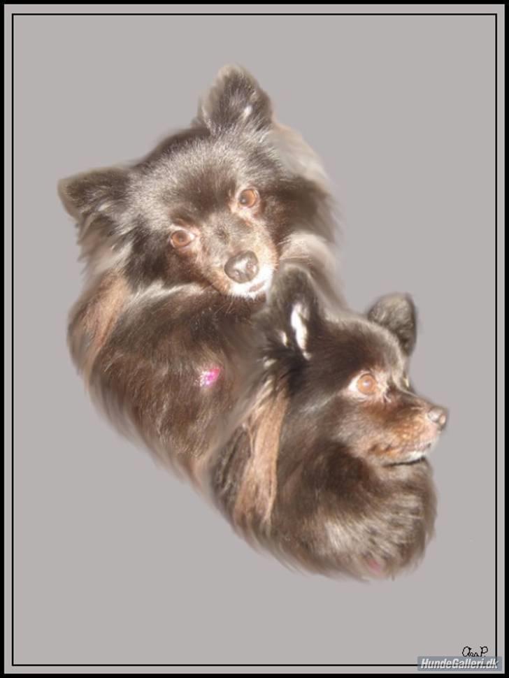 Kleinspitz bekki billede 16