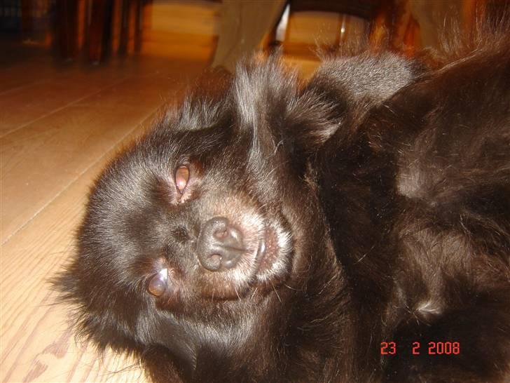 Kleinspitz bekki billede 17