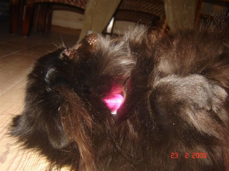 Kleinspitz bekki - bekki´s nye bling bling  *GG*  billede 18