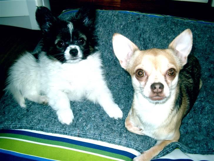 Papillon Valde - Bailey & Valde billede 2