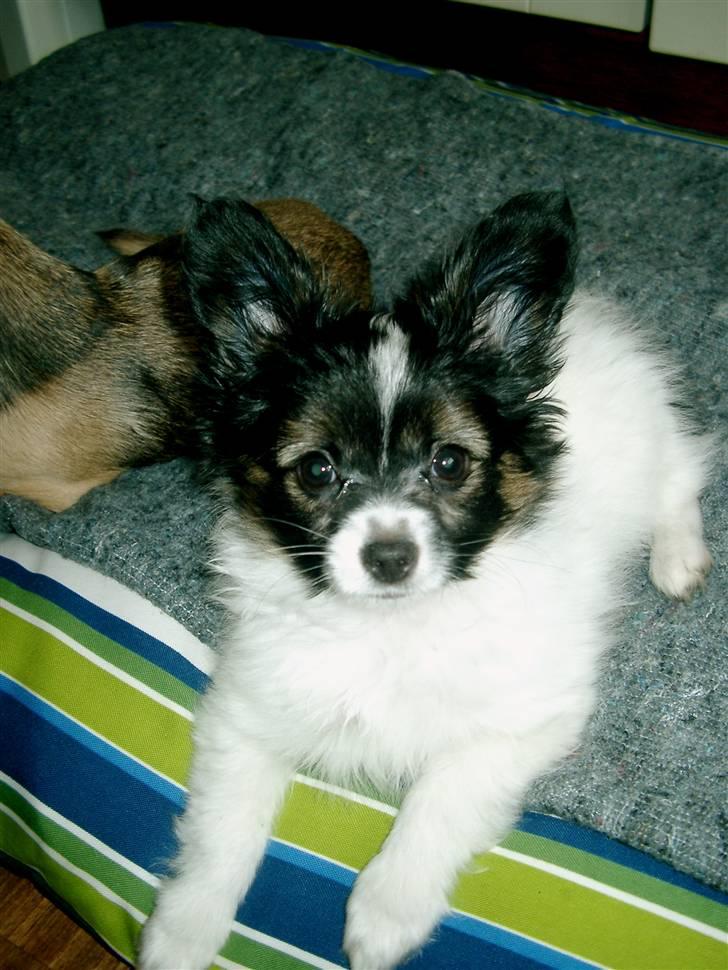 Papillon Valde - Valde billede 3