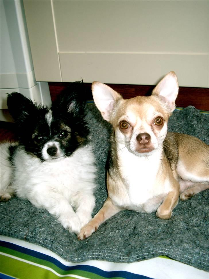 Chihuahua Bailey - Bailey & Valde billede 7