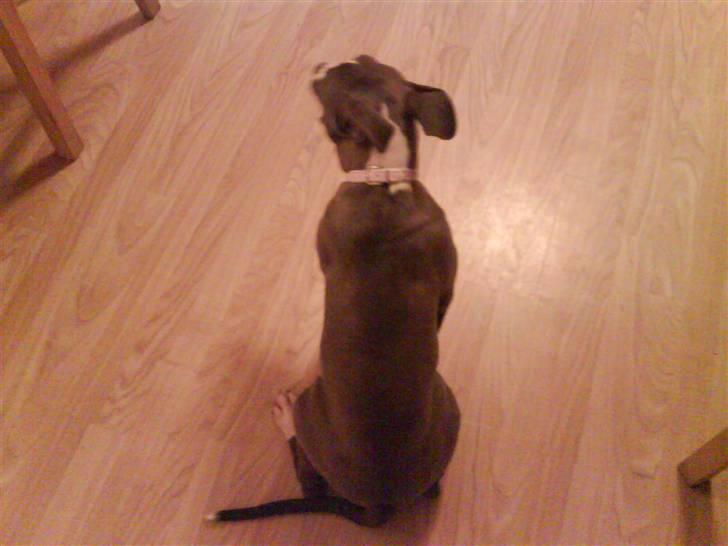 Amerikansk staffordshire terrier Shanti billede 1