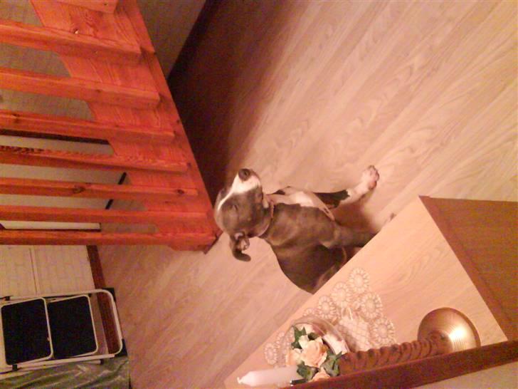 Amerikansk staffordshire terrier Shanti billede 2