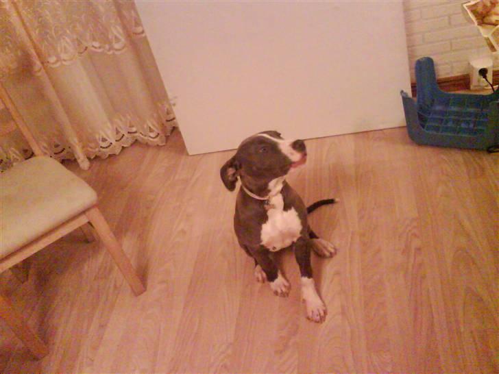 Amerikansk staffordshire terrier Shanti billede 3