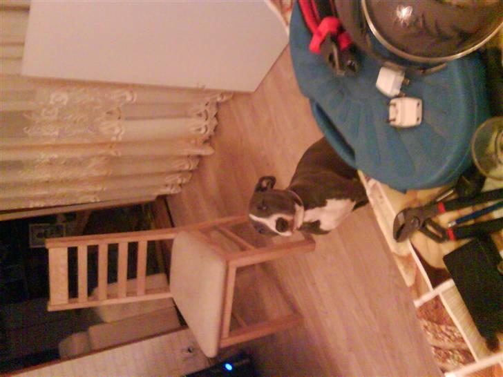 Amerikansk staffordshire terrier Shanti billede 4