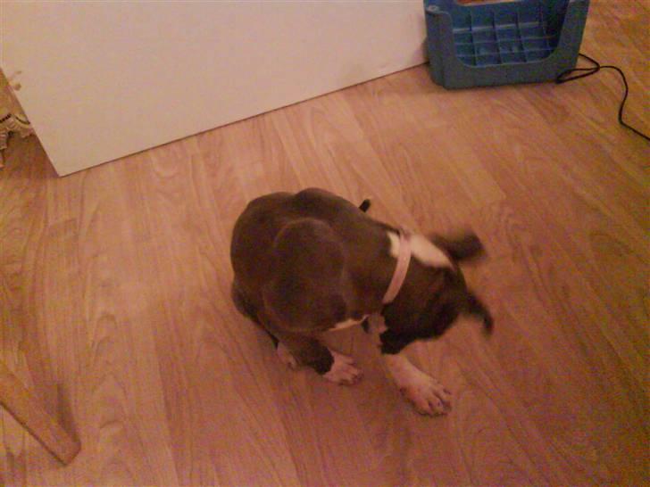 Amerikansk staffordshire terrier Shanti billede 5