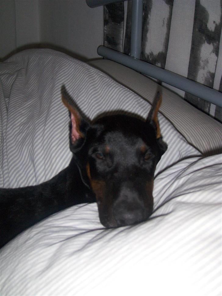 Dobermann Dalí - 12 uger  billede 5