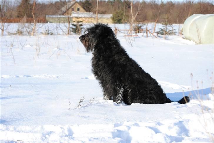 Blanding af racer Kiki - RIP - Her er hun så min dejlige hund billede 1