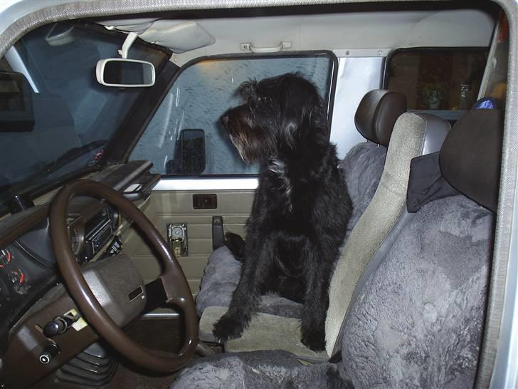 Blanding af racer Kiki - RIP - Kiki elsker at køre i 4x4 med Kasper billede 2