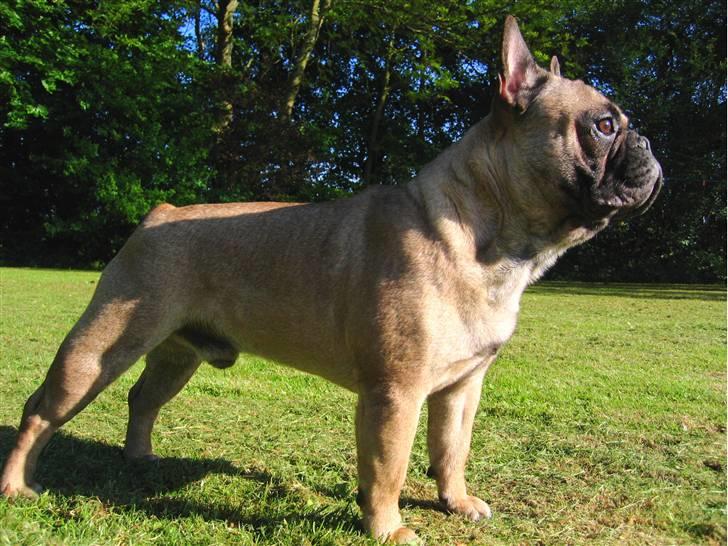 Fransk bulldog - DEGA - - Lige et helt nyt fra haven. billede 12