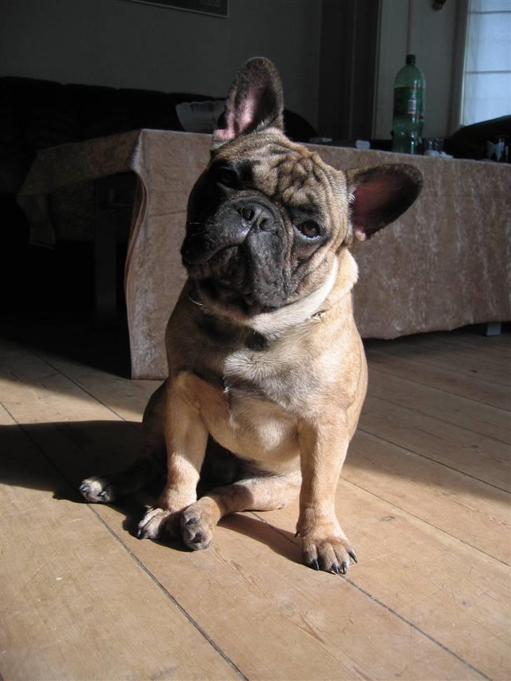 Fransk bulldog - DEGA - - Er jeg ikke bare dejlig billede 13