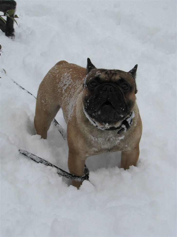Fransk bulldog - DEGA - - I sneen og lege billede 14