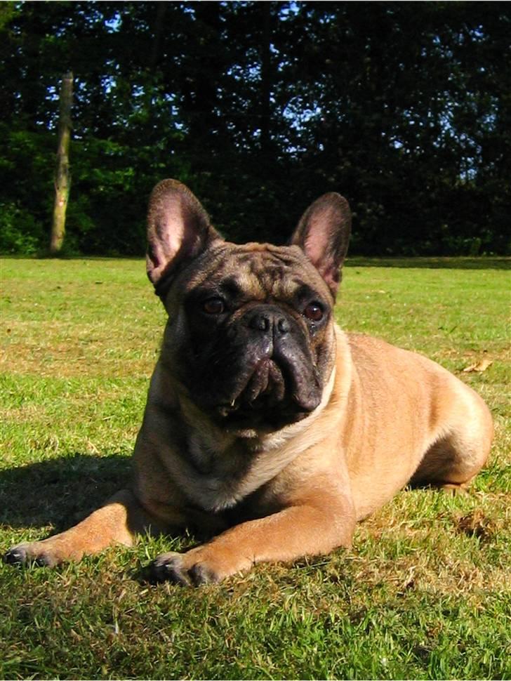 Fransk bulldog - DEGA - - Første gang jeg har jakke på.  billede 15