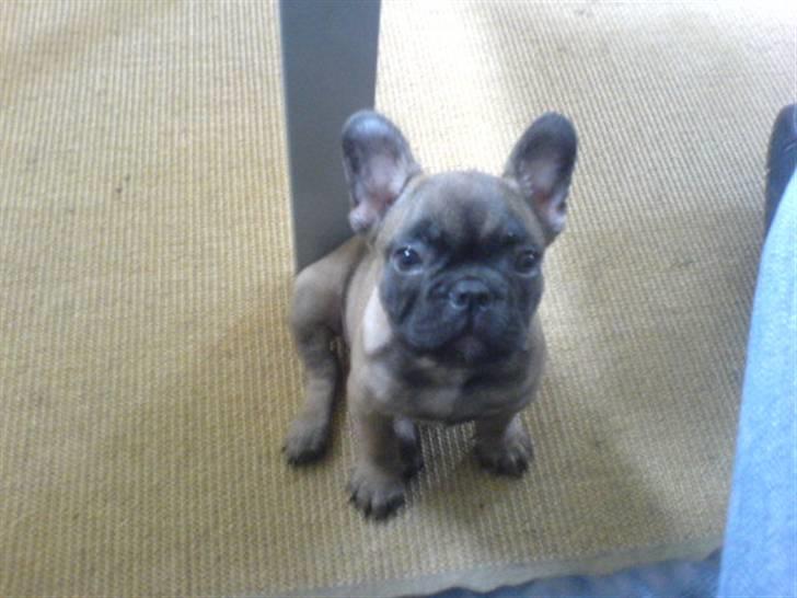Fransk bulldog - DEGA - - Mig som meget lille. billede 18