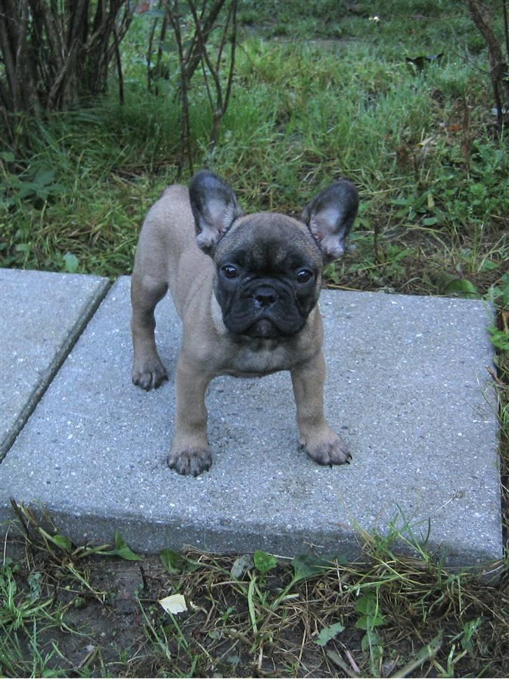 Fransk bulldog - DEGA - - Min første dag i haven billede 19