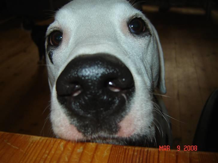 Dalmatiner Mollie - dejlige mollie bruger en jakke til at holde sig varm :) billede 1