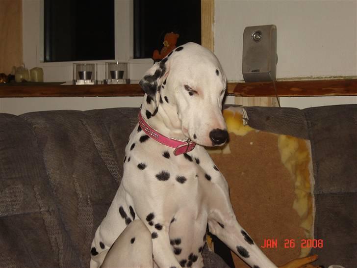 Dalmatiner Mollie - man er for doven til at ligge sig ned og sove hehe billede 2