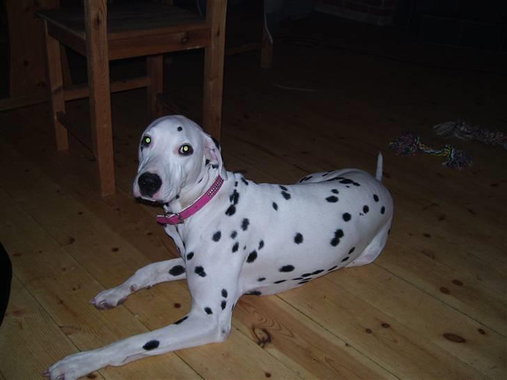 Dalmatiner Mollie billede 3