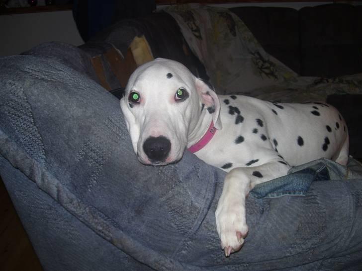 Dalmatiner Mollie billede 4