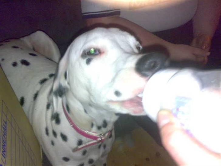 Dalmatiner Mollie - lidt baby har man vel lov til at være billede 5