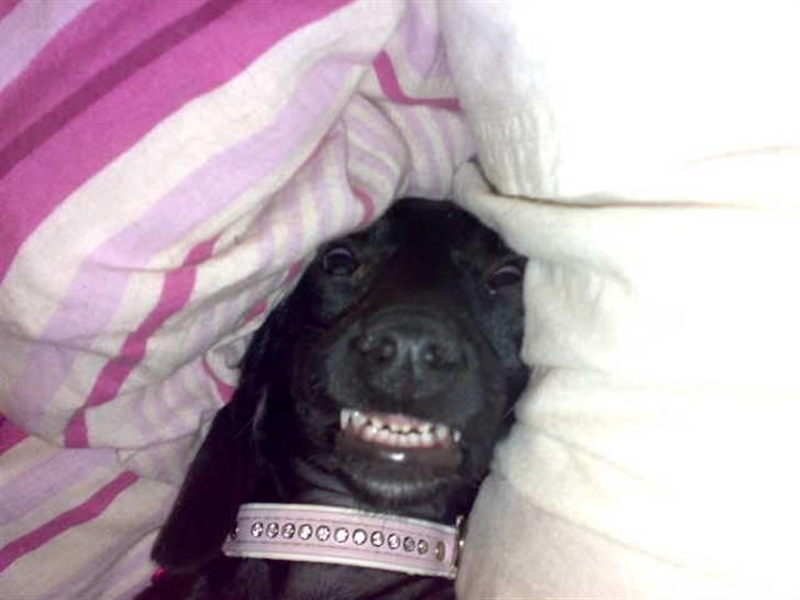 Blanding af racer Pippi - pippi kikker i brænde ovnen billede 1