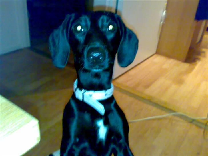 Blanding af racer Pippi - bette pip billede 2