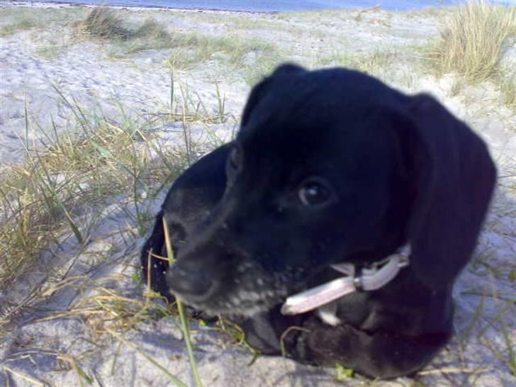 Blanding af racer Pippi - pip på stranden billede 3