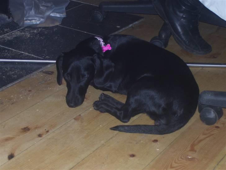 Blanding af racer Pippi - pippi sover sødt :) billede 4