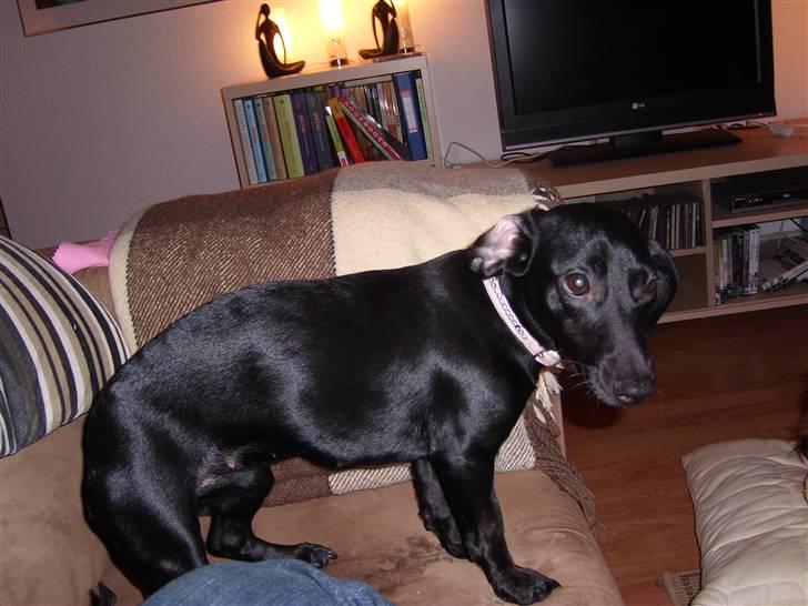 Blanding af racer Pippi - pippi med racer øre hehe billede 5