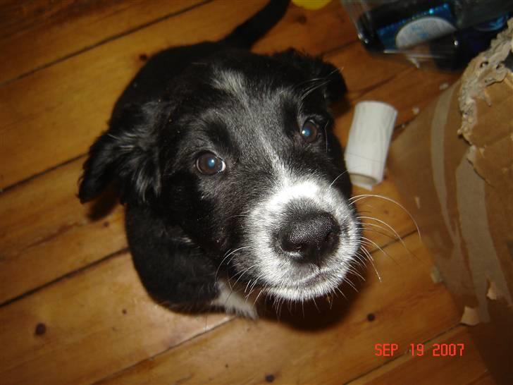 Blanding af racer Bella - linse lus igen hehe billede 1