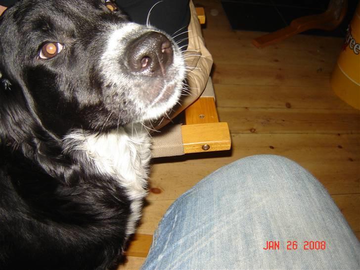 Blanding af racer Bella - linse lus billede 2