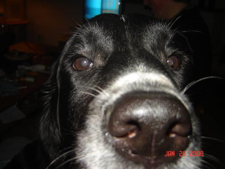 Blanding af racer Bella - bella er ikke fotogan altid helt oppe i linsen billede 3