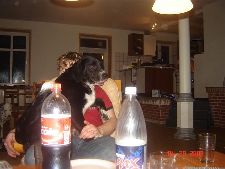 Blanding af racer Bella - thomas og store bella hun er så dejlig billede 4