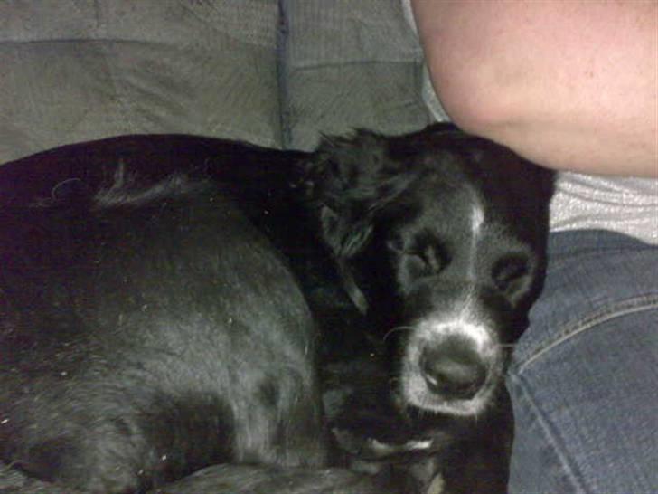 Blanding af racer Bella - bella da hun bar bette smiler billede 5