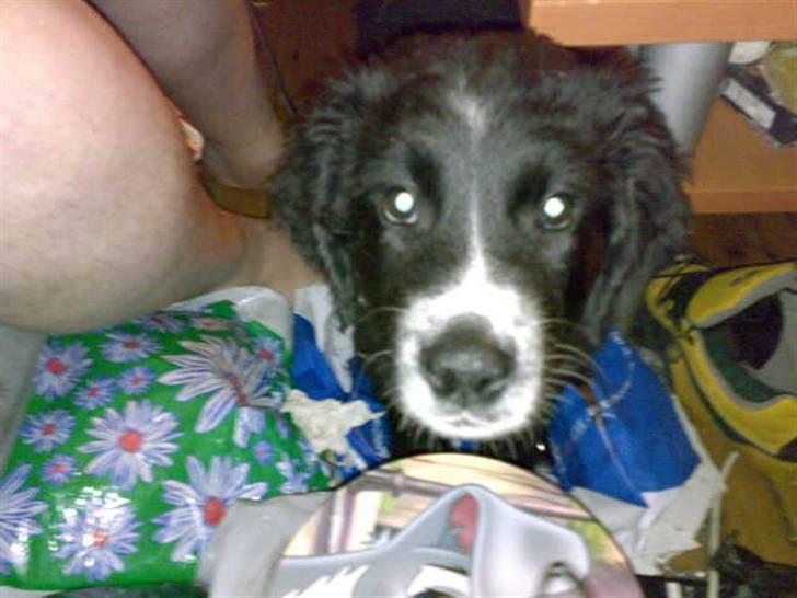 Blanding af racer Bella billede 6