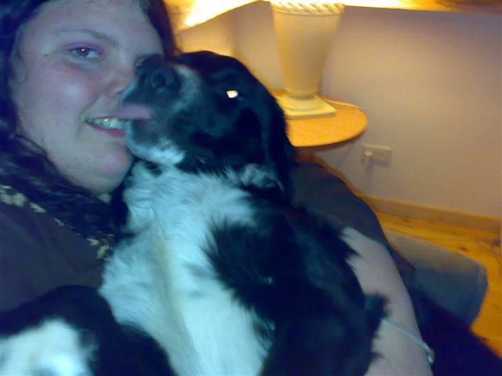 Blanding af racer Bella billede 7