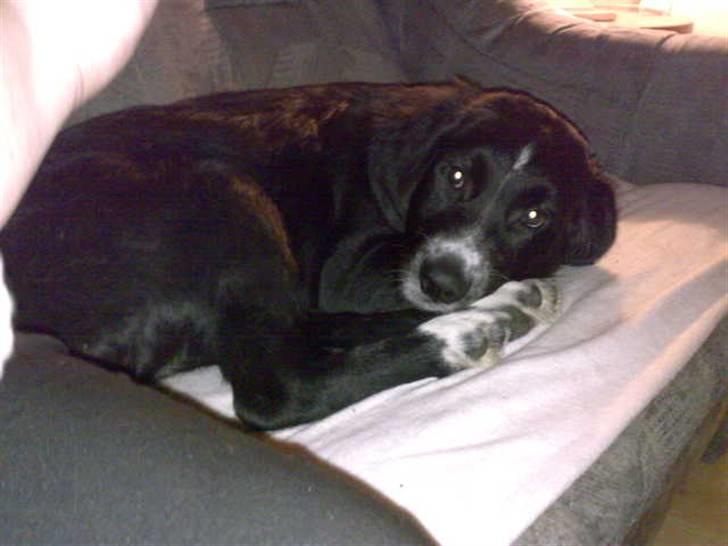 Blanding af racer Bella billede 8